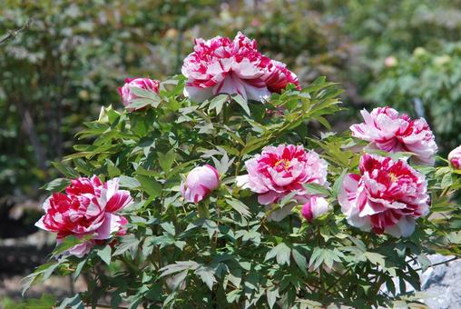 ボタンの花 ボタンの花の写真