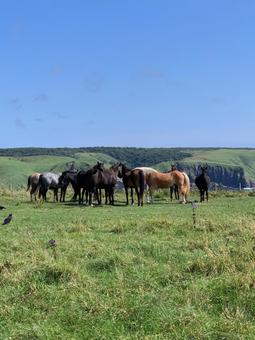 あやめ原生花園の放牧馬 あやめ原生花園の放牧馬 北海道,釧路,馬の写真素材