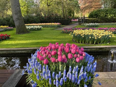 キューケンホフ公園 キューケンホフ公園 キューケンホフ,チューリップ,ムスカリの写真素材