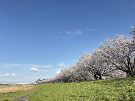 河川敷の桜と青空 河川敷の桜と青空の写真