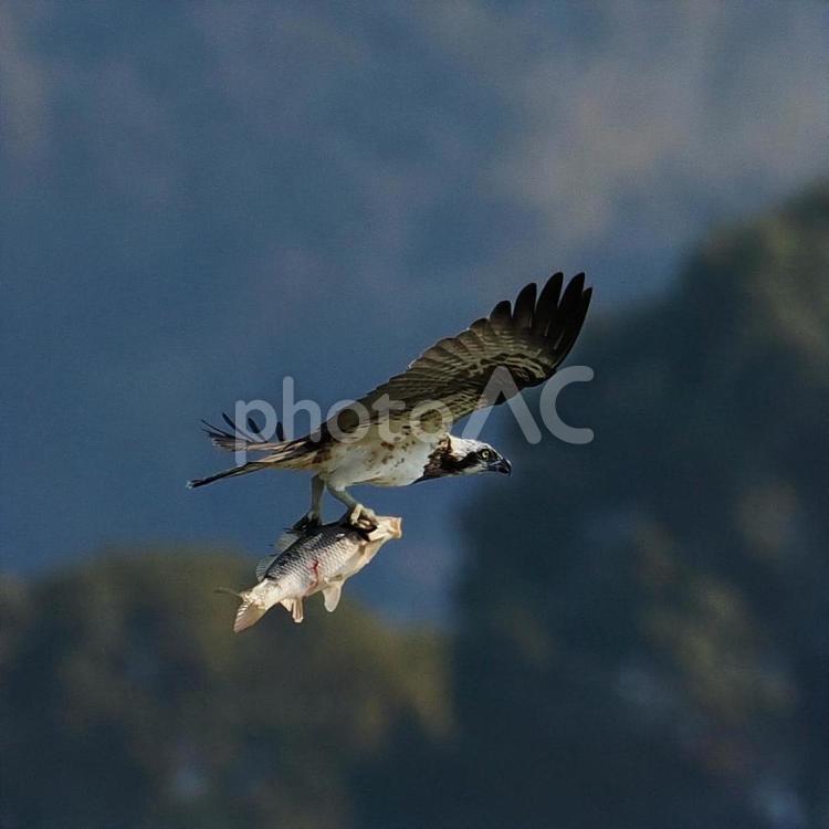 ミサゴ ミサゴ,鳥類,猛禽類の写真素材
