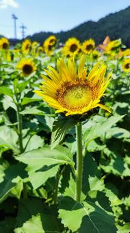 夏を抱きしめる花畑 夏を抱きしめる花畑の写真