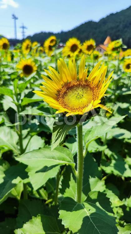 夏を抱きしめる花畑 ひまわり,洲原ひまわりの里,黄金色の花畑の写真素材