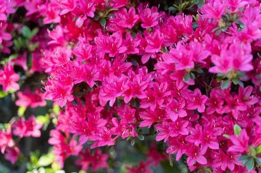 Vivid azalea flowers blooming in spring ⑤, JPG