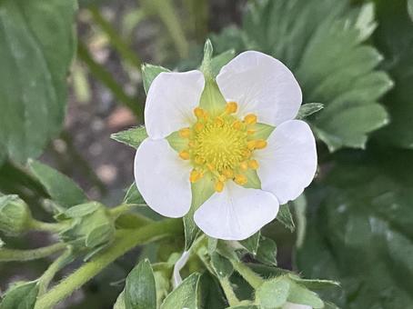 Strawberry Flower, JPG Strawberry Flower, JPG