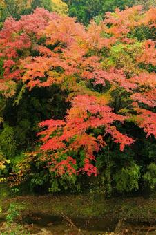 養老渓谷 養老渓谷,筒森もみじ谷,紅葉の写真素材