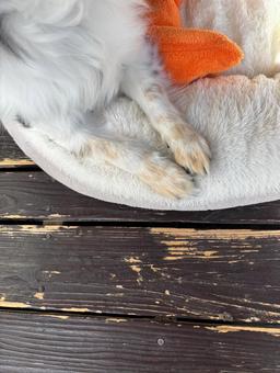 犬の手 犬の手の写真