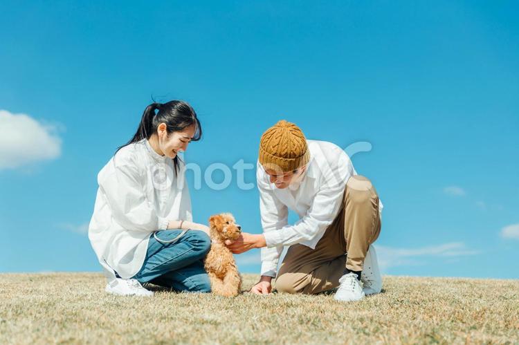 愛犬と遊ぶ男女 犬,夫婦,ペットの写真素材