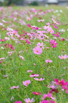 ピンク色のコスモスが咲き誇る秋の花畑 ピンク色のコスモスが咲き誇る秋の花畑 コスモス,花,秋の写真素材