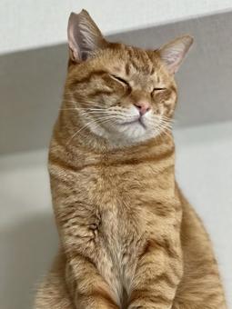 呆れる猫 呆れる猫の写真