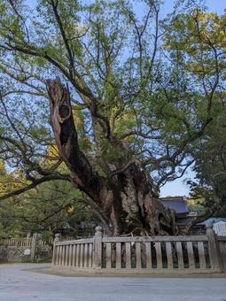 大山祇神社御神木＠しまなみ海道大三島 大山祇神社,大三島,神社の写真素材