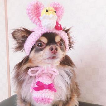 ひよこだワン ひよこだワンの写真