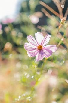 光の中で微笑むコスモス 光の中で微笑むコスモス コスモス,観光,田舎の写真素材