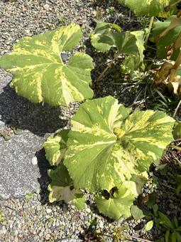 庭に咲いてた葉 自然,グリーン,リーフの写真素材