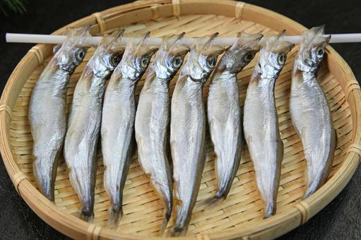 ししゃも ししゃも ししゃも,子持ちししゃも,魚の写真素材