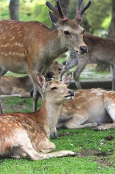 Nara Park Deer, JPG