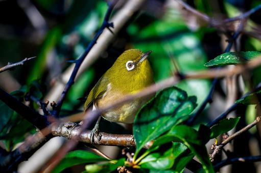A Japanese white-eye perched on a branch, JPG