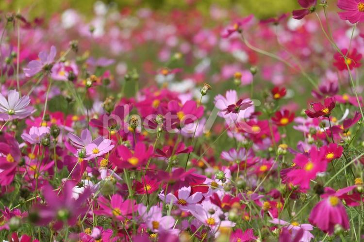 秋のコスモス畑 コスモス,秋桜,秋の花の写真素材
