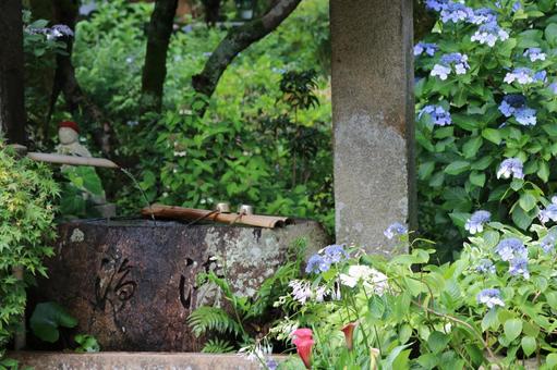 Photo, hydrangea, rainy season, june, 