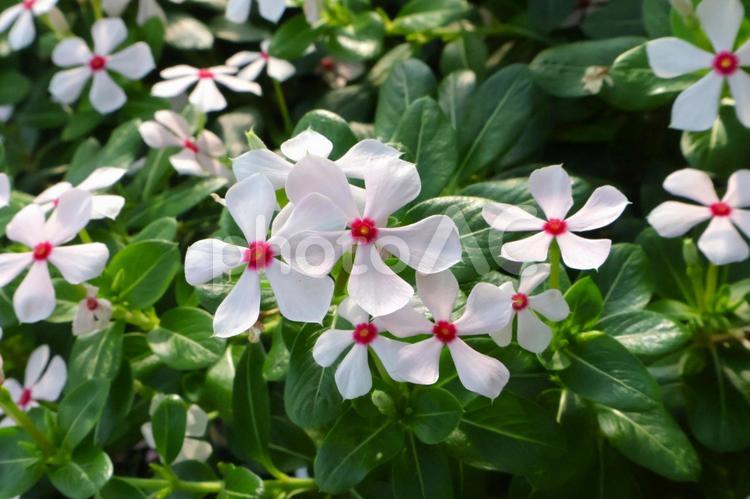 ニチニチソウの花（小輪ビンカ）初夏～秋2 花,ニチニチソウ,ガーデニングの写真素材