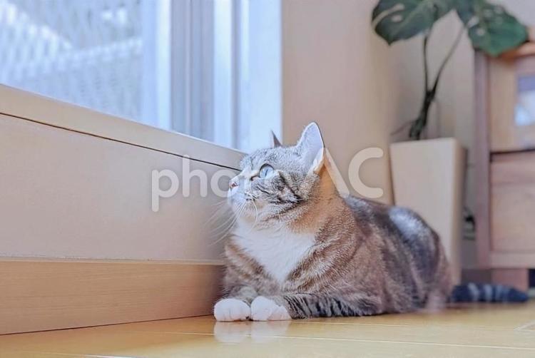 窓から外を見る可愛い猫 ねこ,猫,ネコの写真素材