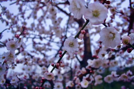 早咲きの桜 早咲きの桜の写真