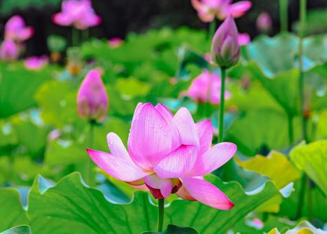 Photo, ancient lotus, lotus, lotus flower, 