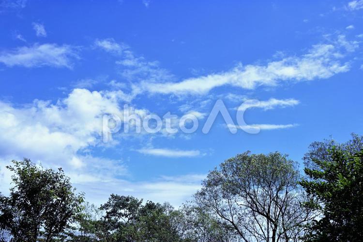 森の上に広がる秋の晴れた空 晴れ,秋,秋空の写真素材