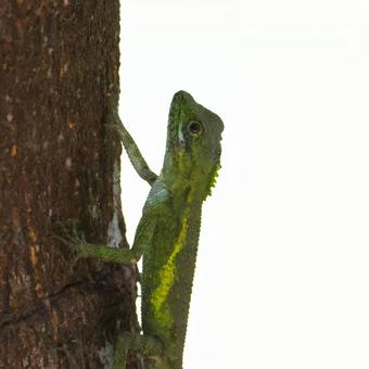 キノボリトカゲ やんばるの森 キノボリトカゲ やんばるの森の写真
