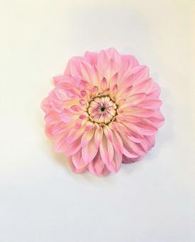 アプリコットピンクダリア1 アプリコットピンク,アプリコット,ダリアの写真素材