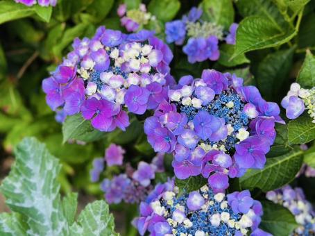 あじさいの写真