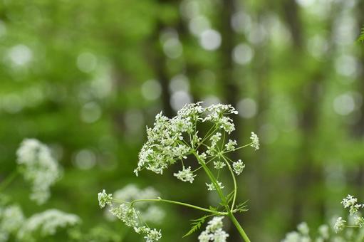 Photo, shaku, wild vegetables, plant, 