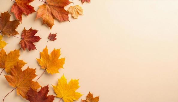 秋のイメージの背景画像　紅葉　楓の写真