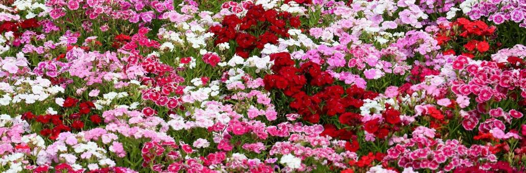 ナデシコ12(ヘッダーサイズ) ナデシコ12(ヘッダーサイズ) ナデシコ,散策,花畑の写真素材