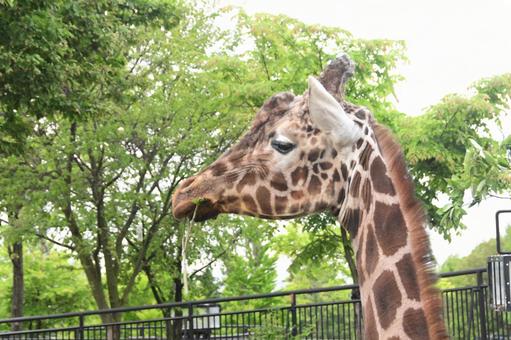 旭山動物園 キリン 旭山動物園 キリンの写真