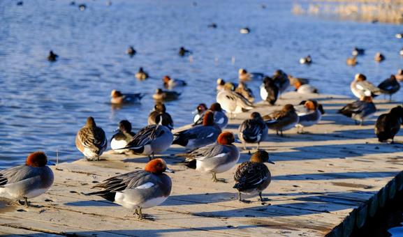 Flock of ducks at Otakaradata Reservoir, JPG Flock of ducks at Otakaradata Reservoir, JPG