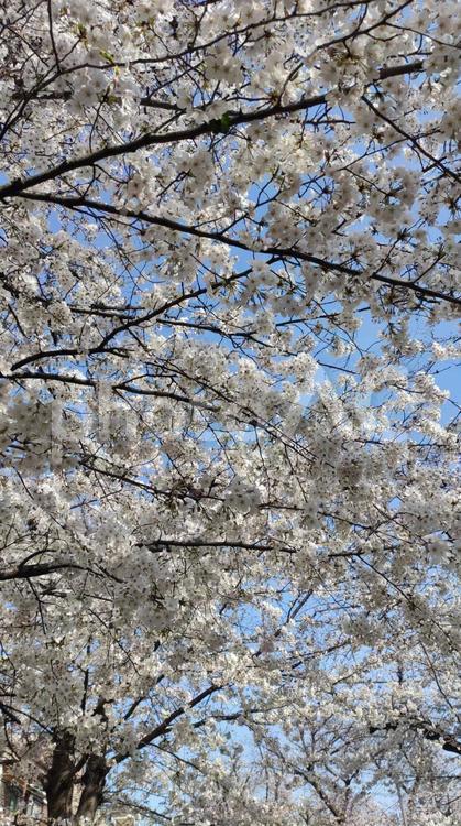 桜の木 桜,サクラ,屋外の写真素材