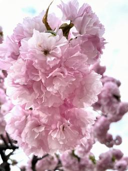 桜 桜の写真