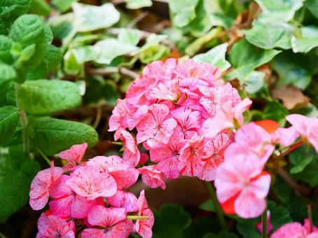 絵画のようなピンクの花 絵画のようなピンクの花の写真