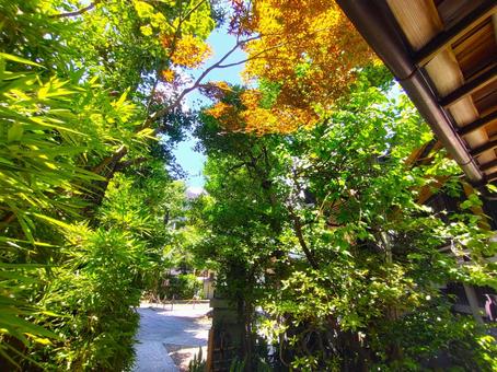 写真素材:東京都 榊神社の境内2 写真素材:東京都 榊神社の境内2 榊神社,總本宮第六天,東京都の写真素材