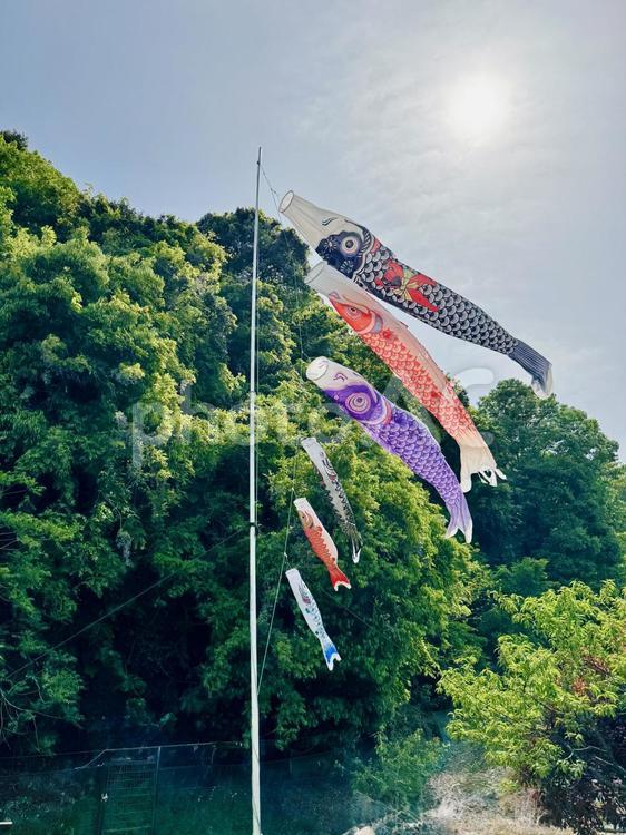 風にたなびく鯉のぼり 鯉のぼり,5月,節句の写真素材