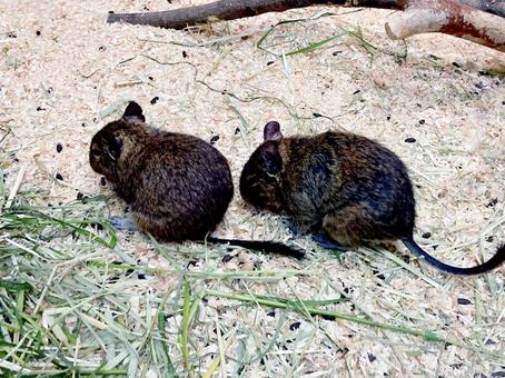 デグー デグー,齧歯類,草食の写真素材