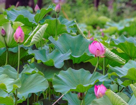 ハス池　ハスの花4ー62 古代ハス,ハス,ハスの花の写真素材