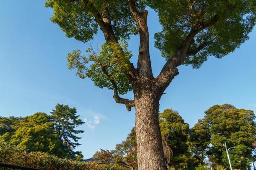 荻外荘のクスノキ クスノキ,荻外荘,旧近衛文麿邸の写真素材