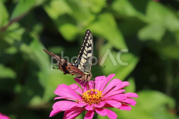 百日草の蜜を吸うキアゲハ 蝶,アゲハ,ジニアの写真素材