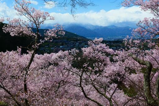 高遠城址公園の桜。 さくら,桜,タカトオコヒガンザクラの写真素材