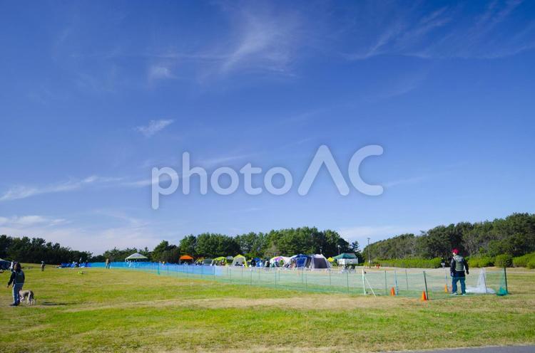 幕張海浜公園 犬,幕張海浜公園,海の写真素材