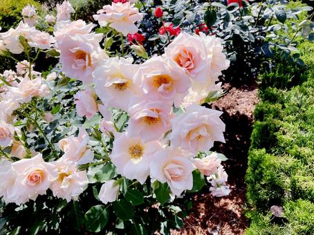 バラ バラ バラ,ローズ,花びらの写真素材