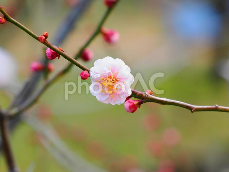 一輪の梅の花　４ 梅,観梅,枝の写真素材