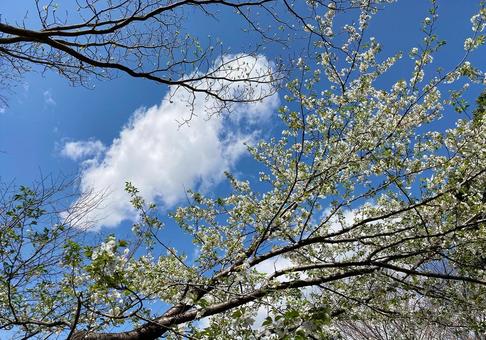 桜と青空 桜と青空の写真
